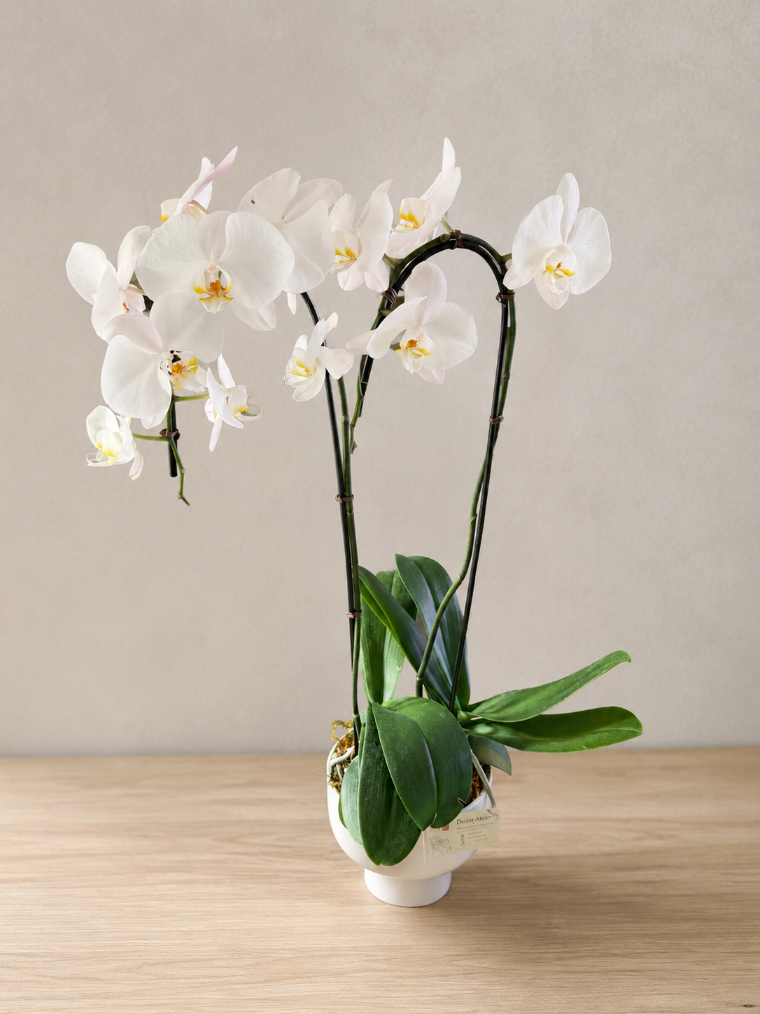 Nube — Double Orchid Arrangement
