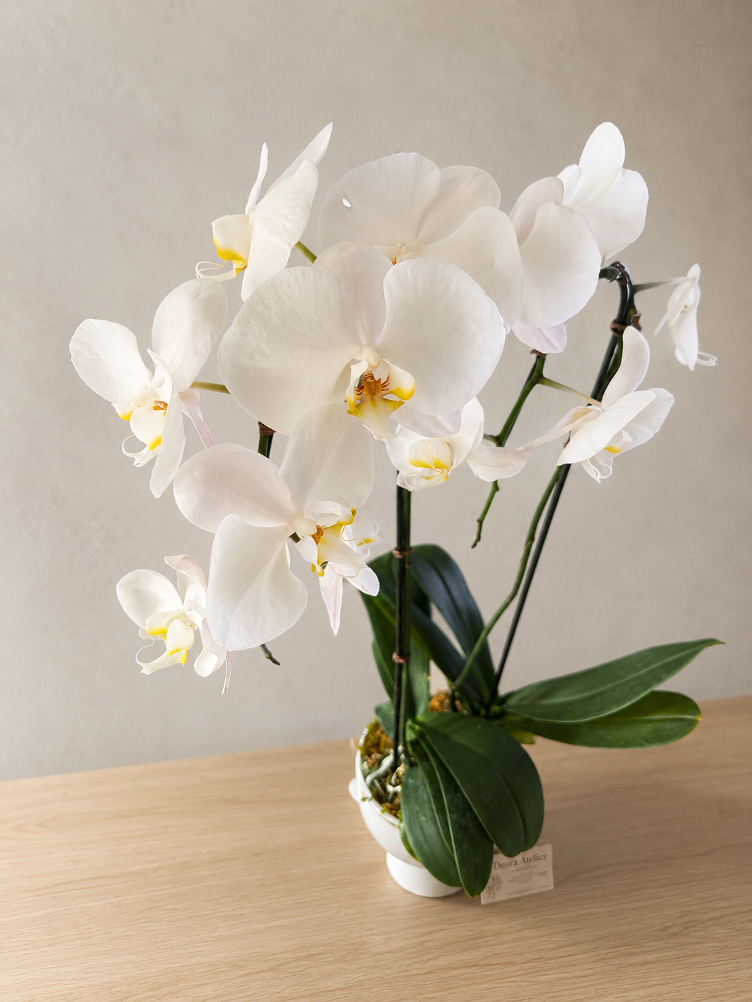Nube — Double Orchid Arrangement